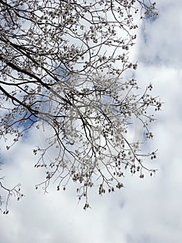 Beautiful tree with white fluff, Lithuania