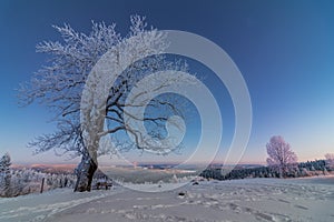 Beautiful tree winter black forest