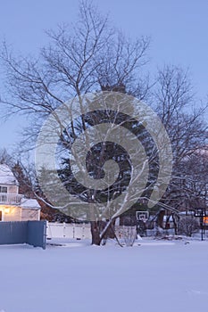 Beautiful tree in the winter