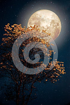 Beautiful tree yellow flower blossom with milky way star in night skies full moon