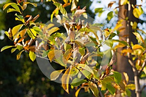 Beautiful Tree with yellow and green leaves