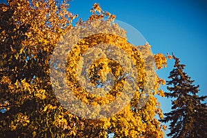 Beautiful tree with yellow and green leaves on a blue sky background in autumn sunny day	