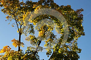 Beautiful tree with yellow and green leaves on a blue sky background in autumn sunny day	