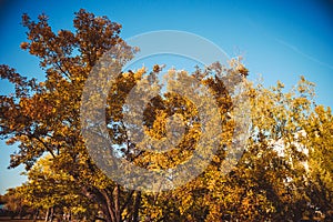 Beautiful tree with yellow and green leaves on a blue sky background in autumn sunny day	