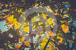 Beautiful tree with yellow and green leaves on a blue sky background in autumn sunny day	