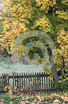 Beautiful tree with yellow leaves