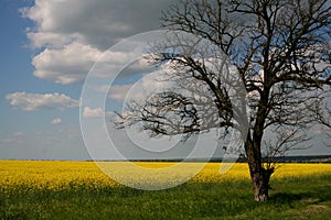 Beautiful tree in the yellow rapeseed field and blue sky