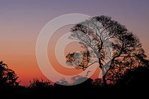 Beautiful trees as part of Pantanal wetland landscape at sunset, Porto Jofre, Pantanal, Mato Grosso do Sul, Brazil photo