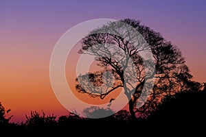 Beautiful trees as part of Pantanal wetland landscape at sunset, Porto Jofre, Pantanal, Mato Grosso do Sul, Brazil