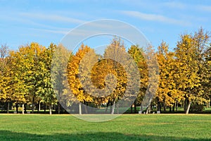 Beautiful trees in autumn