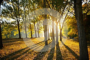 Beautiful trees in the autumn forest, bright sunlight at sunset