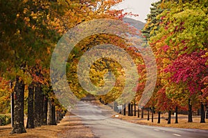 Beautiful Trees in Autumn Lining Street