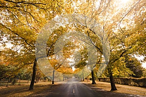 Beautiful Trees in Autumn Lining Street