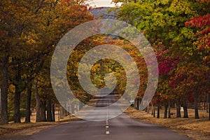 Beautiful Trees in Autumn Lining Street