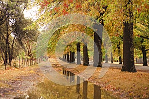 Beautiful Trees in Autumn Lining Street