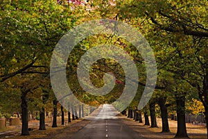 Beautiful Trees in Autumn Lining Street