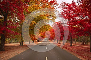 Beautiful Trees in Autumn Lining streets of Town in Australia
