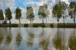 Beautiful trees, the beautiful poplar in the Flemish fields, water river in the foreground