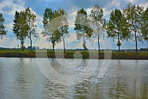 Beautiful trees, the beautiful poplar in the Flemish fields, water river in the foreground