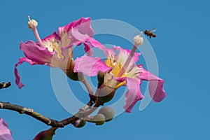 Through the beautiful trees, the blue sky is bluer.