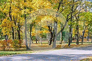 Beautiful trees with bright gold foliage in autumnal park