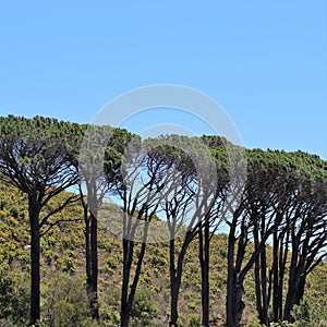 Beautiful trees in Cape Town