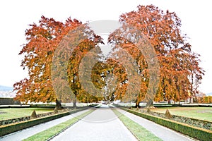 Beautiful trees in Cesky Krumlov during Autumn