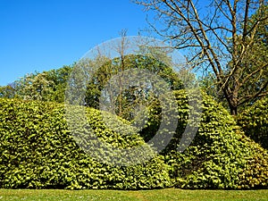 Bellissimo alberi la città 