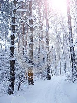 Beautiful trees covered with frost in park with sunbeams. Winter scenery