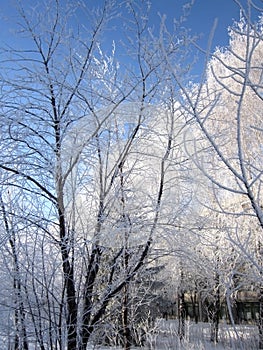 Beautiful trees covered by hoarfrost in cold winter day. Vertical photo with wintry landscape