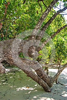 Beautiful trees of Daintree National Park, Queensland - Australia