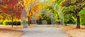 Beautiful trees in fall colors. Autumn landcape in a city park