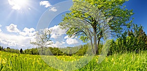 Beautiful trees with first leaves on the green field with dandelions