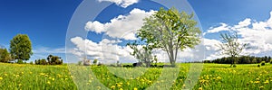 Beautiful trees with first leaves on the green field