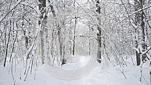 Beautiful trees forest cowered in snow.