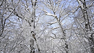 Beautiful trees forest cowered in snow.
