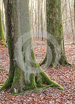 Beautiful trees in forest with dead brown leaves on the ground in the woods on a cold day during late winter. Landscape