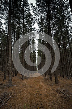 Beautiful Trees in Forest in Otways