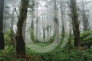 Beautiful Trees in Forest in Otways, Australia