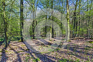 Schön Bäume Wald 