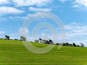 Beautiful trees on a hill under a clear blue sky. Picturesque spring landscape, nature of Ireland. A copy space. Green grass field