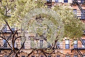 Beautiful trees infront of old brick building