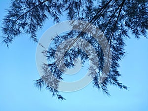 Beautiful Trees with leafy leaves adorn the blue sky