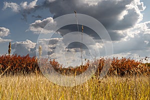 Beautiful trees with red leaves and yellowed grass against a background of blue sky and clouds