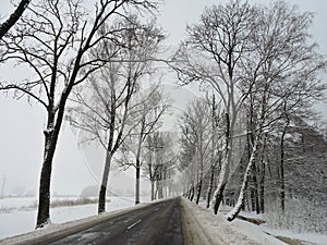 Beautiful trees and road in winter