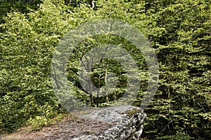 Beautiful trees on the rock