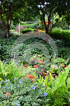 Beautiful trees and shrubs in Roma Street Parklands