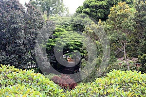 Beautiful trees and shrubs in Roma Street Parklands, Brisbane,