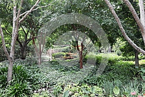 Beautiful trees and shrubs in Roma Street Parklands, Brisbane,