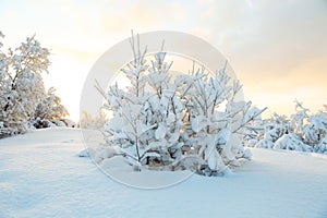 Beautiful trees in the snow in the wild